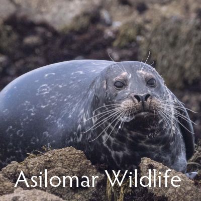 Asilomar Wildlife including seals, sea otters, egrets, birds