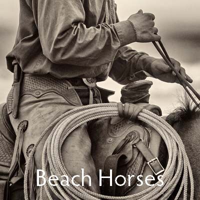beach horses