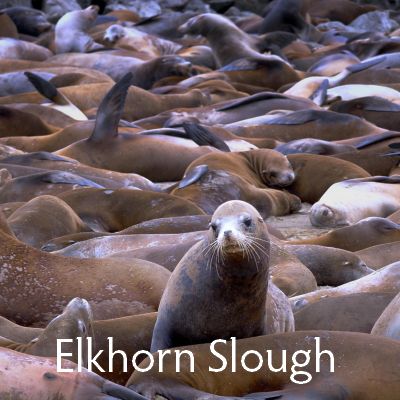 Elkhorn Slough, Moss Landing, sea lions, sea otters, pelicans