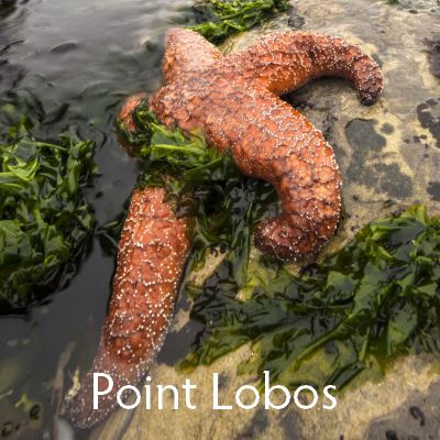 Point Lobos flora, fauna, seascapes