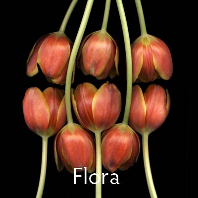 Flora, Botanica