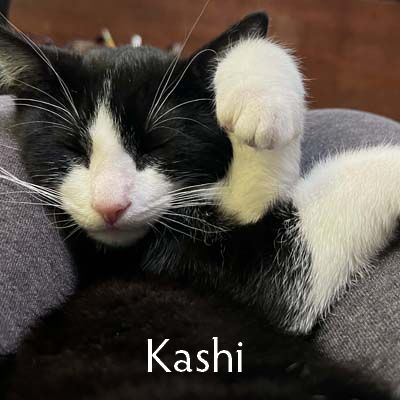 a cat named Kashi