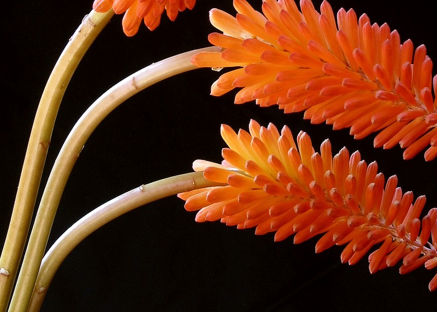 Red Hot Poker (Torch Lily)