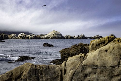 Point Lobos Landscapes