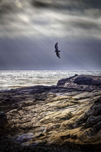Point Lobos Landscapes