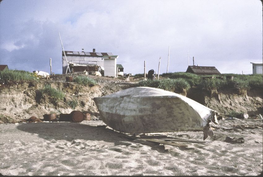 (13 & 14) Umiak on north side of island, the west end of town. The skin boat may belong to Weyiouanna or Kiyutelluk. The high ground and two story home belonged to Charlie Weyiouanna and the building with the smaller roof showing belonged to Alfred Kiyutelluk. Both structures are gone and the sea wall is right about where the homes were.