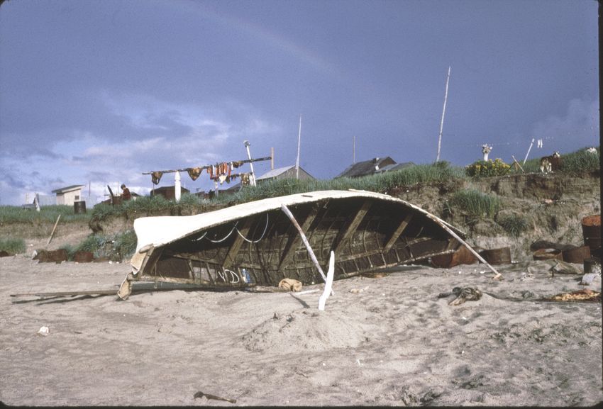 Umiaks were made from drift wood and walrus skins. The walrus skins were traded with Little Diomeders. The Little Diomeders would migrate each spring from Little Diomede Island to Kotzebue and would stay in Shishmaref for a week or two before moving on to Kotzebue. They would return by the North Star freighter (68-71) back to Little Diomede on its south bound trip. Villagers traded black meat and seal oil for walrus skins from them.  Now everyone has wooden speed boats which are made by the locals.