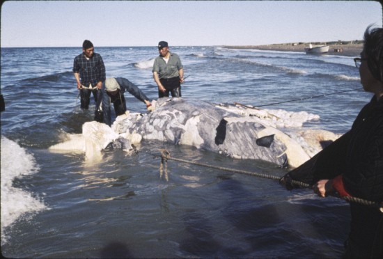 (17, 18, 19) A dead whale was sighted on the horizon and pulled to shore. The parts exposed above water were butchered for dog food. The parts preserved on the underside were cut up as muktuk, a combination of whale skin and blubber. Standing left, in plaid shirt, is Herbert Nayokpuk, nicknamed "Shishmaref Cannon Ball" after his dog team mushing in the famous Iditarod, beginning in the early 70's. He died several years ago.
