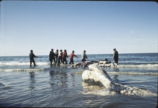 Shishmaref is not a traditional whaling village, as whale migrations occur some distance from shore.