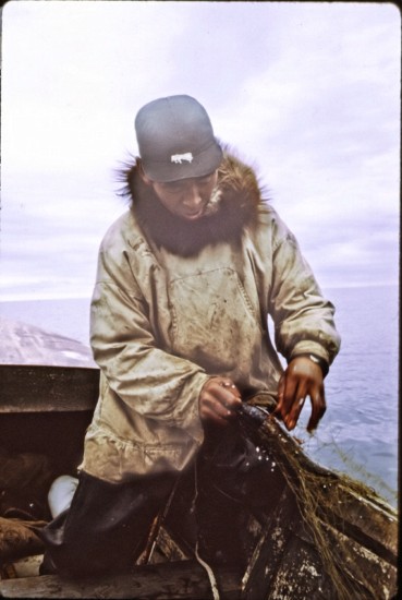 Davey Ningeulook, noted for polar bear hunting, first with dog team then with "iron dogs." Here he is in his "speed boat" checking his fishing net. Davey passed on a few years ago.