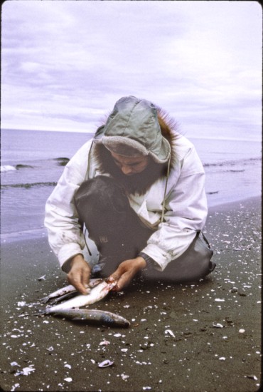 Johnny Weyiouanna, taking scales off fish with a clam shell.