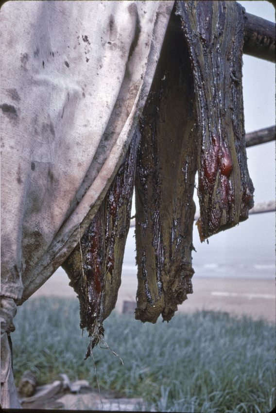 Seal meat drying