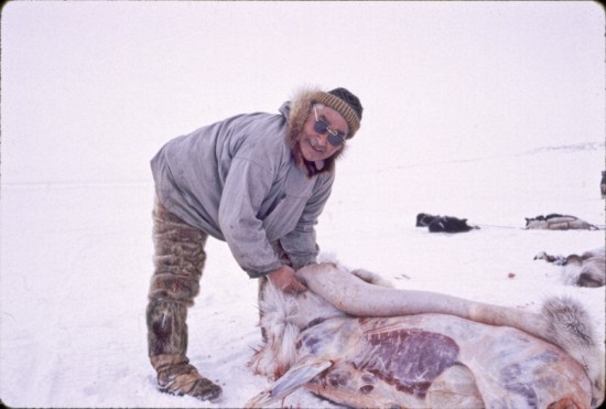 Andrew J. Tocktoo, a reindeer herder during 1920's, butchering a reindeer. He was father of Fred Tocktoo who is Subsistence Ranger, Western Arctic National Parklands in Nome.