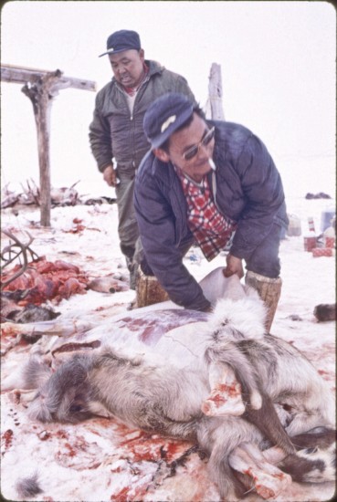 Harold Olanna, main reindeer herder for Fred Goodhope Sr., and Sergie Obruk in the background.