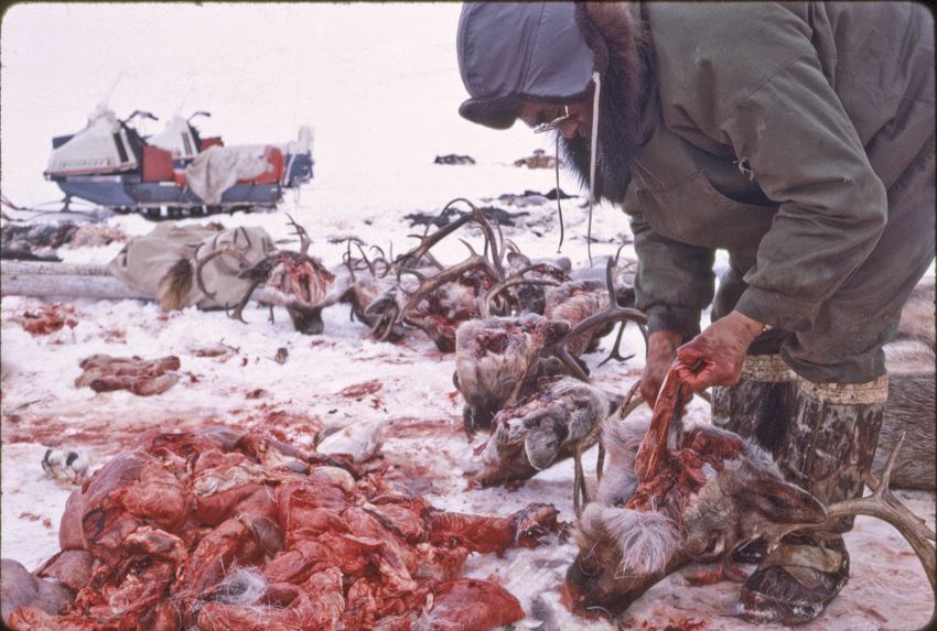 Davey Ningeulook helping out with reindeer processing.