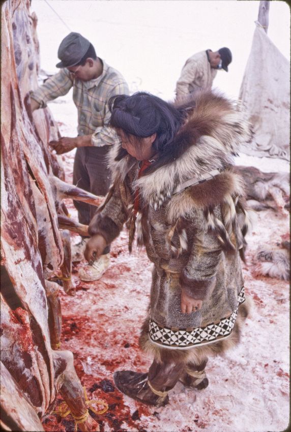 In fancy parka, Fannie Goodhope (Fred's wife), behind Fannie,<br />working on cleaning up reindeer carcass is Delbert Obruk; background Fred Goodhope Sr., Cape Espenberg reindeer owner.