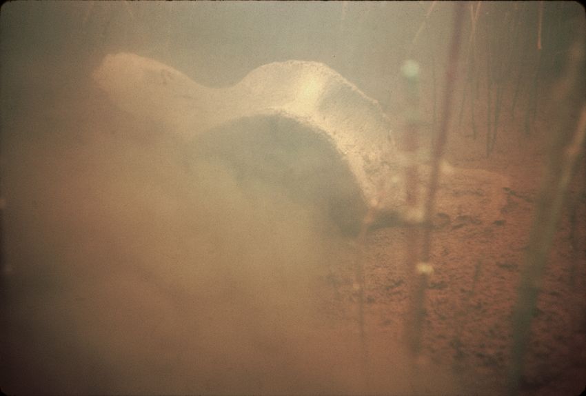 A whale vertebra photographed under water.